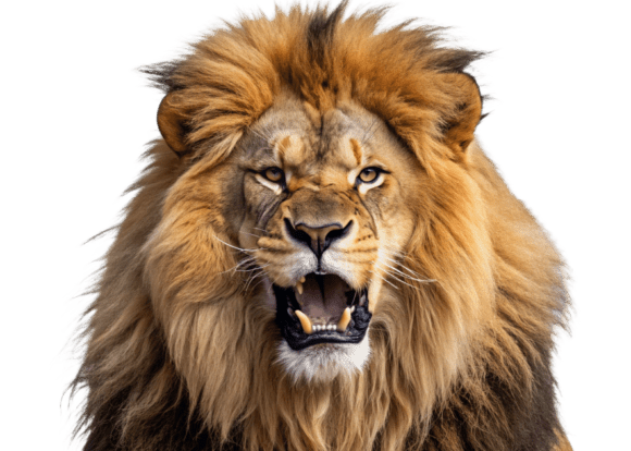 Download Roaring Lion Face with Open Mouth PNG - Png Collection